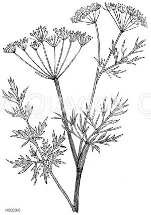 Apiaceae - Doldengewächse