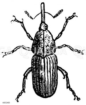 Rapsmauszahnrüßler [Digital]