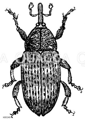 Kleiner Kiefernrüssler [Digital]