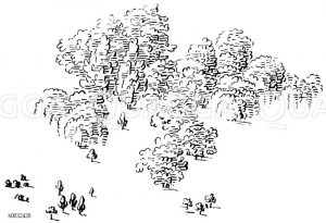 Bäume: kleinere und größere Gruppen [Digital]