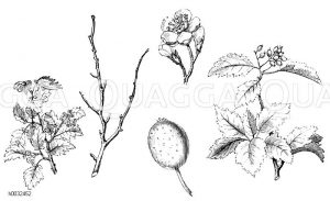 Elsbeerbaum [Digital]