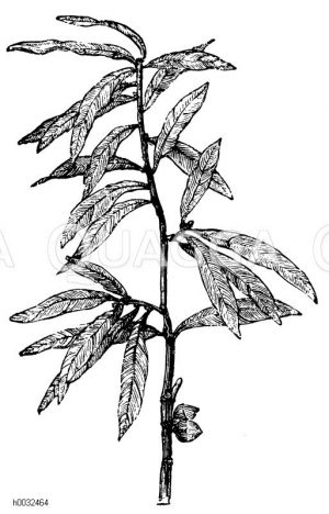 Weiden-Eiche [Digital]