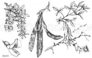 Bohnenbaum, Goldregen [Digital]