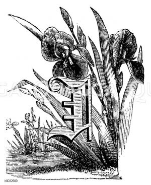 Buchstabe I mit Iris [Digital]