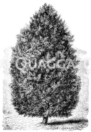 Zirbelnuss-Kiefer [Digital]