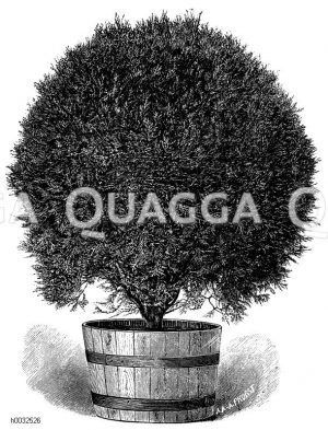 Chinesischer Lebensbaum, Platycladus orientalis (auch Biota orientalis, Thuja orientalis, Platycladus stricta, Thuja chengii, und Thuja orientalis var. argyi) [Digital]
