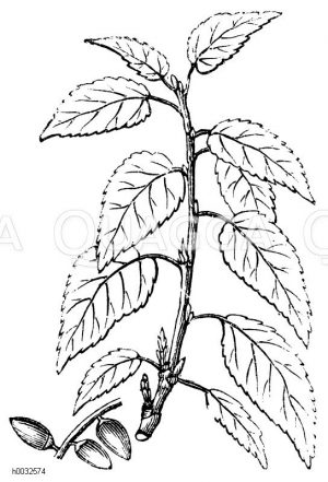 Balsampappel [Digital]