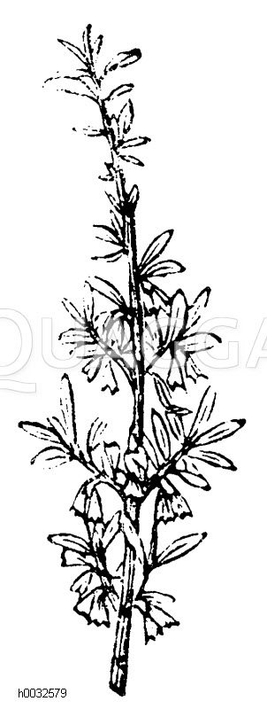 Silberbaum Quagga Illustrations