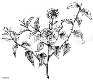 Gefüllt blühende Kerrie [Digital]