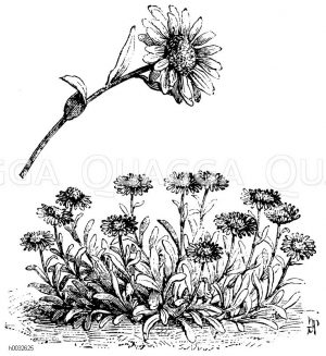 Asteraceae - Korbblütler