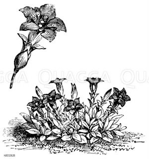 Gentianaceae - Enziangewächse