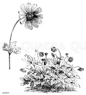 Apenninen Anemone [Digital]