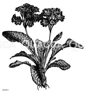 Primulaceae - Primelgewächse