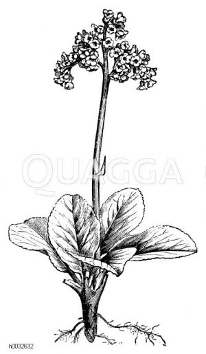 Saxifragaceae - Steinbrechgewächse