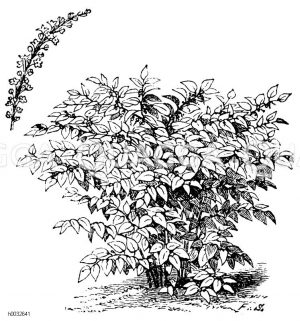 Polygonaceae - Knöterichgewächse
