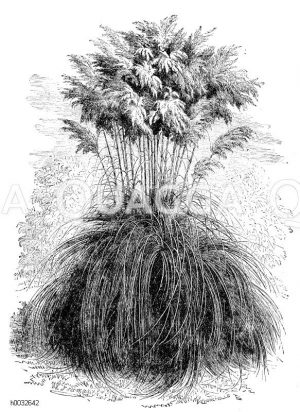 Silberweißes Pampasgras [Digital]