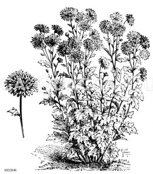 Indische Chrysantheme [Digital]