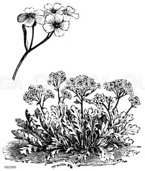 Breitblätterige Schafgarbe [Digital]