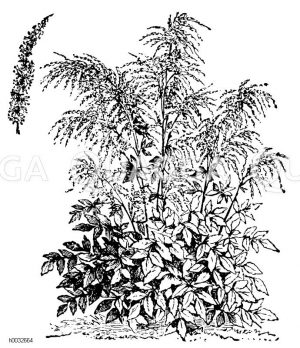 Geißbart-Spierstaude [Digital]