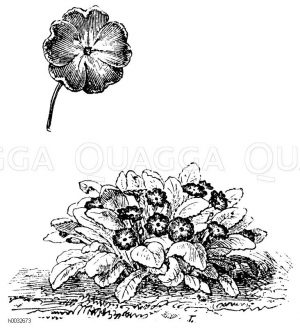 Zwerg-Primel [Digital]