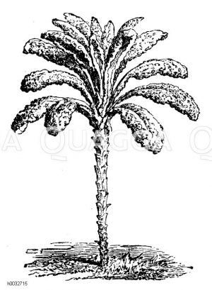 Palmenkohl [Digital]