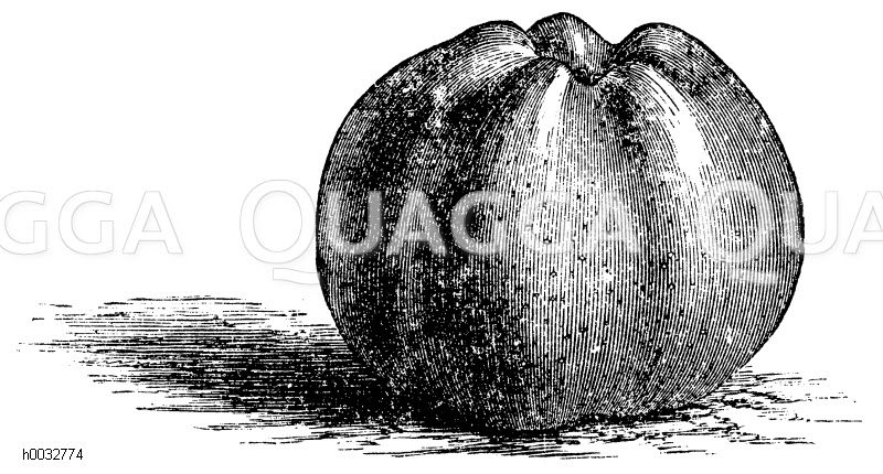 Weißer Wintercalvill Quagga Illustrations