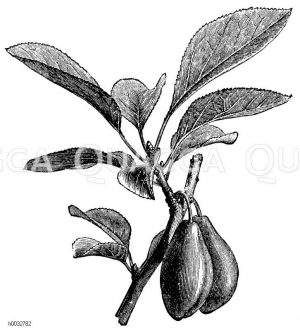 Ungarische Dattelzwetsche [Digital]