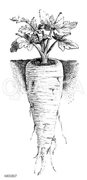 Pastinake
