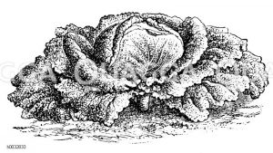 Wiener Wirsing [Digital]