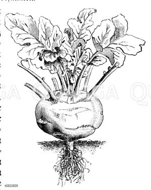 Riesenkohlrabi [Digital]