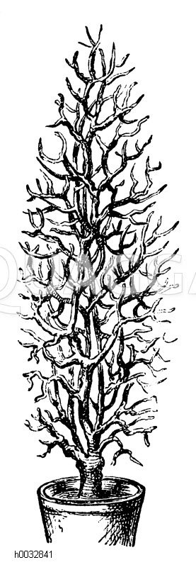Topfobstbaum: eine der Formen die man dem Topfobstbaum geben kann [Digital]