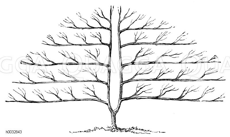 Palmette in U-Form