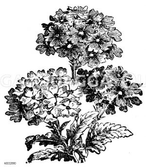 Verbenaceae - Eisenkrautgewächse