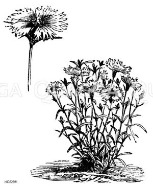 Caryophyllaceae - Nelkengewächse
