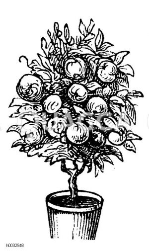 Topfobstbaum: eine der Formen die man dem Topfobstbaum geben kann [Digital]