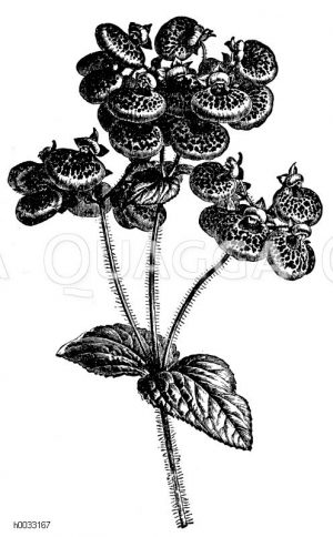 Traurige Calceolarie, Pantoffelblume [Digital]