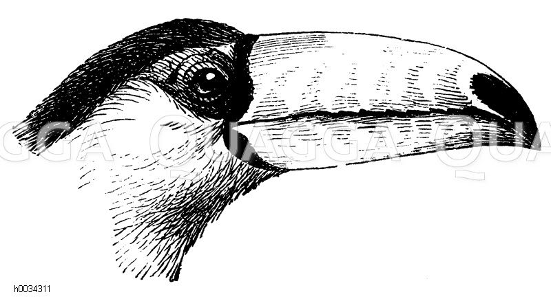 Großer Tukan: Kopf