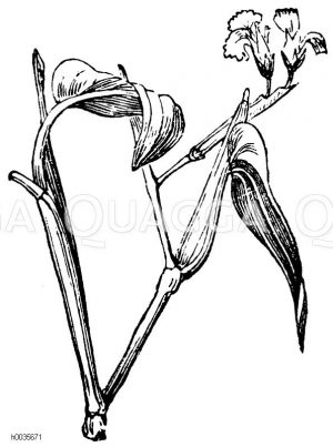 Arrowroot [Digital]
