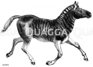 Quagga