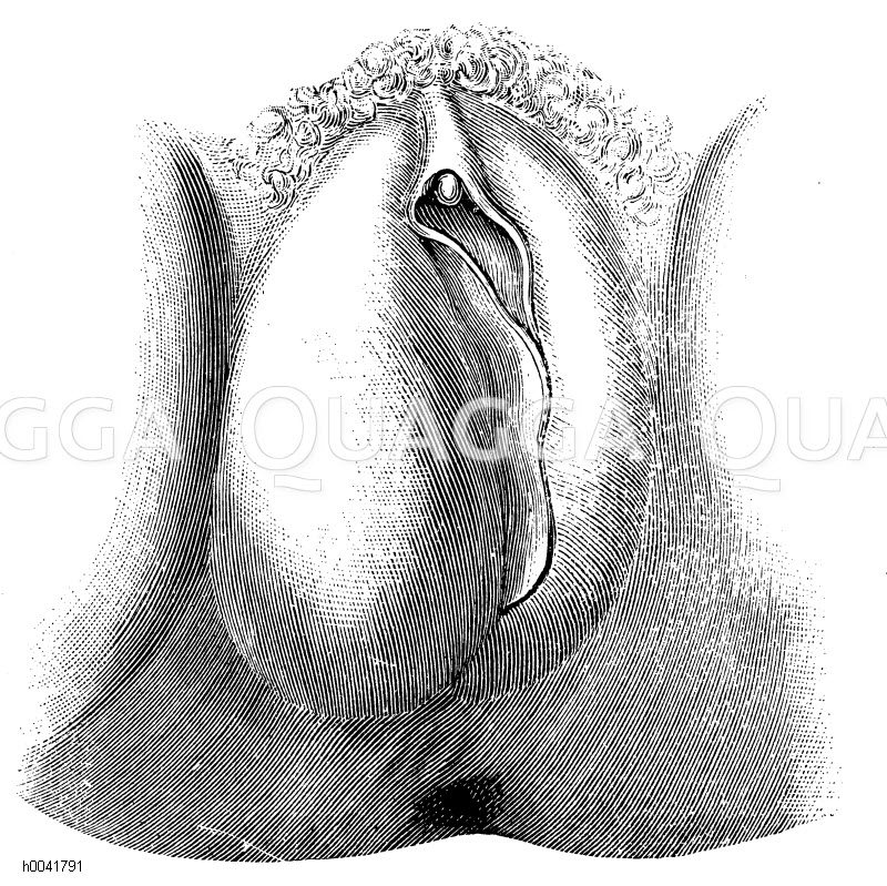 Größe der vagina