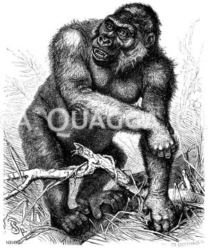 Gorilla