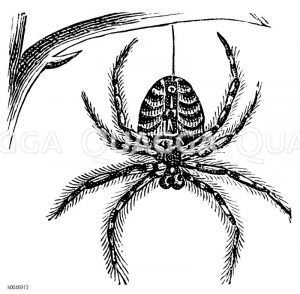 Kreuzspinne [Digital]