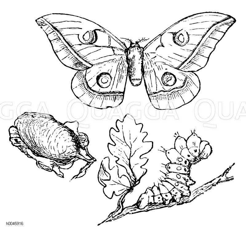 Eichenspinner Quagga Illustrations