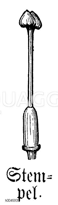 Blüte: Stempel [Digital]