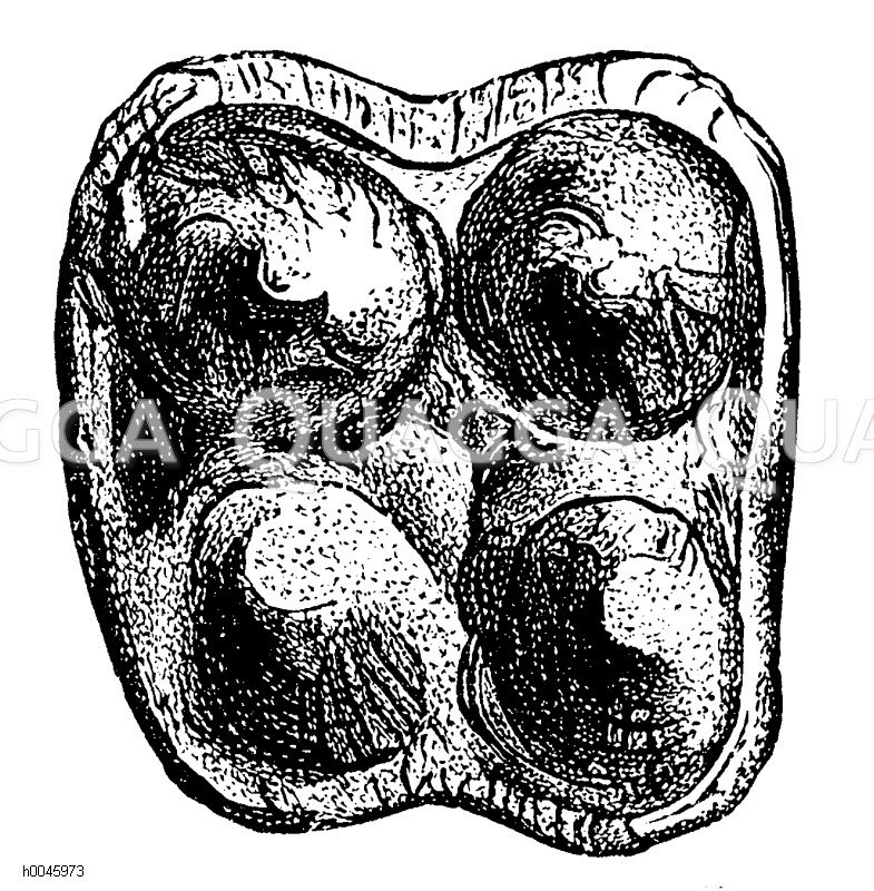 Poleochorerus typus Zahn Quagga Illustrations