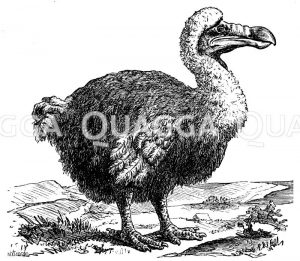 Dronte, Dodo [Digital]