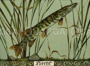 Hecht Zeichnung/Illustration
