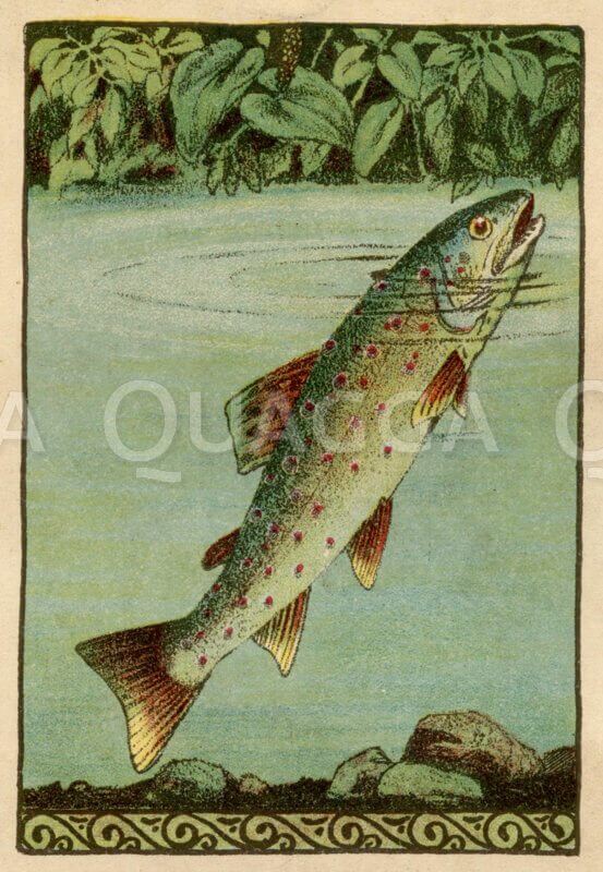 Forelle steckt ihren Kopf aus dem Wasser Zeichnung/Illustration