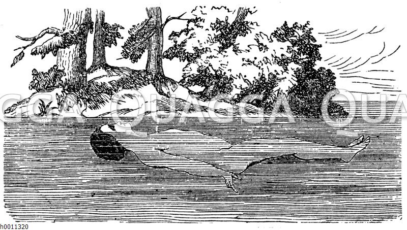 Rückenschwimmen Zeichnung/Illustration