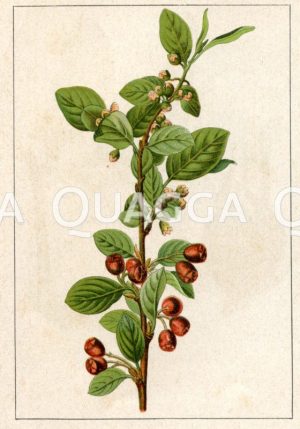 Echte Hirschbeere Zeichnung/Illustration